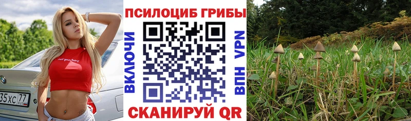 Псилоцибиновые грибы Psilocybe Кузнецк