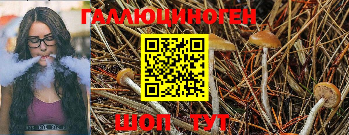 Псилоцибиновые грибы Cubensis  закладки  Галлюциногенные грибы Psilocybe  Кузнецк 